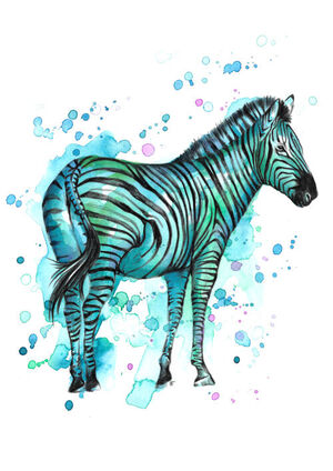 Aqua Zebra
