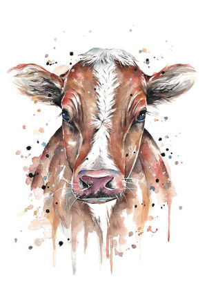 Ayrshire Cow