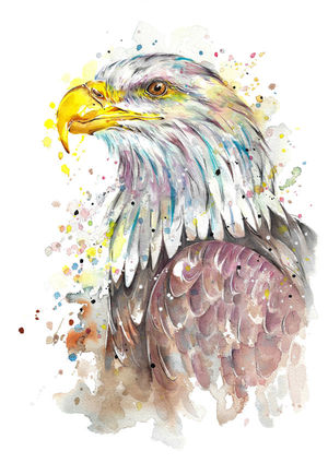 Bald Eagle