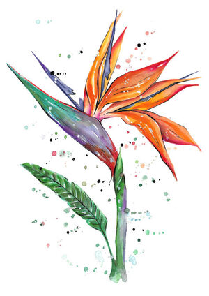 Bird of Paradise Flower