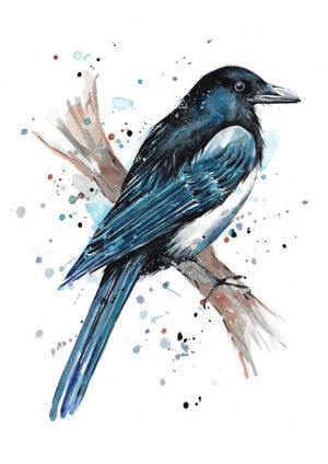 Blue Magpie Splash