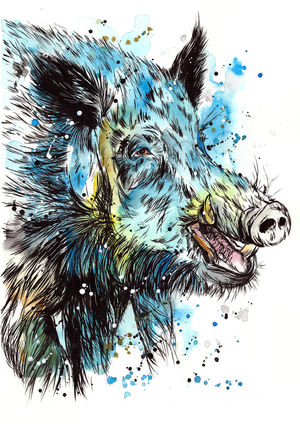 Boar