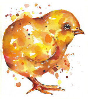 Chick Study 2