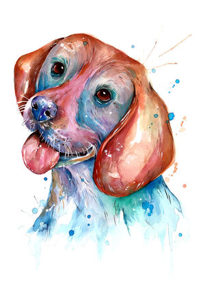 Colourful Beagle