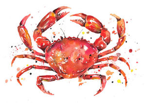 Crab Splash