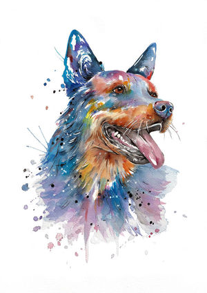 Blue Heeler Dog