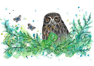 Forest Morepork