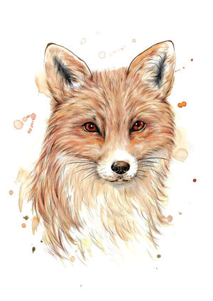 Fox Splash