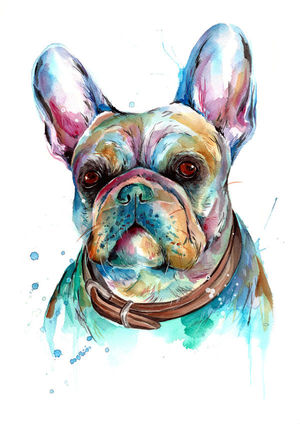French Bulldog