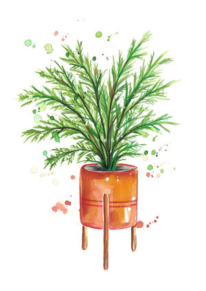 Hen and Chicken Fern