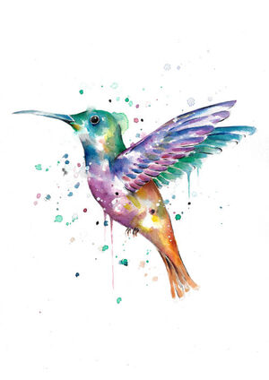 Hummingbird Splash