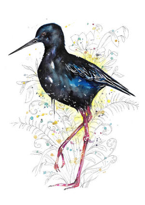 Black Stilt