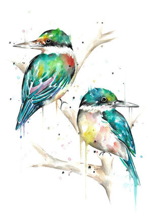 Kingfisher Splash