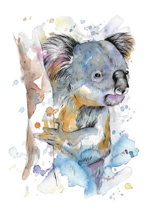 Koala