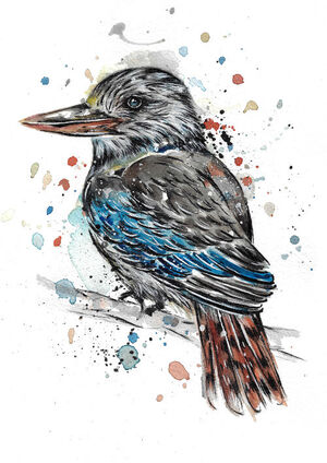Kookaburra