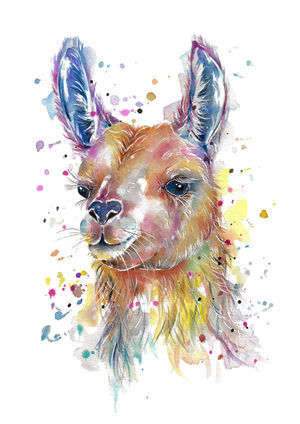 Llama