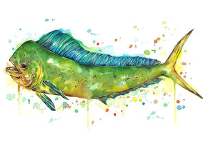 Mahi-Mahi