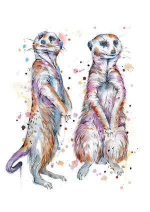 Meerkats