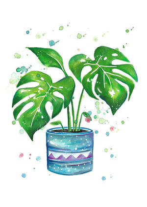 Monstera Pot Plant