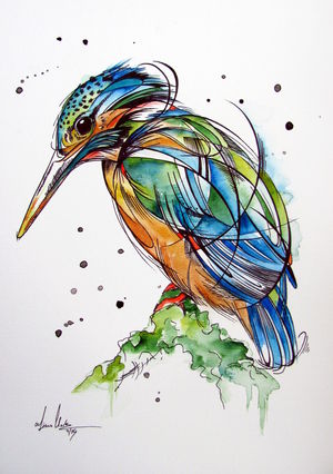 New Zealand Kingfisher