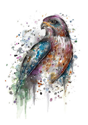 NZ Falcon
