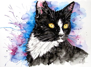 Black and White Cat