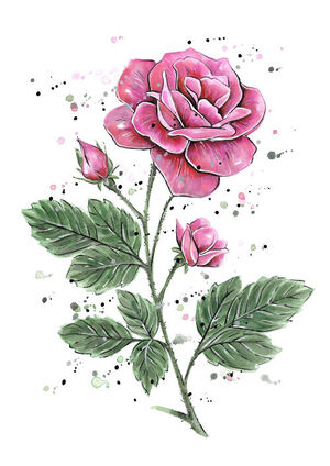 Pink Rose