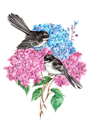 Hydrangea Fantails