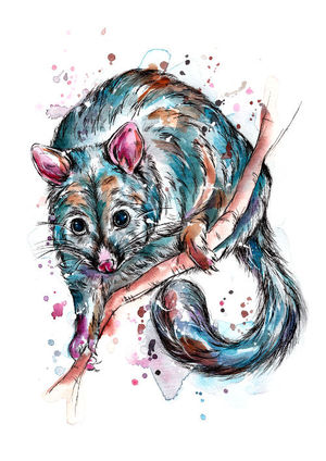 Possum