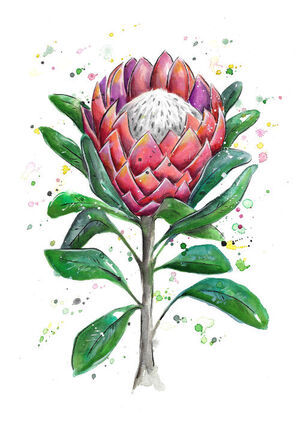 Protea Flower