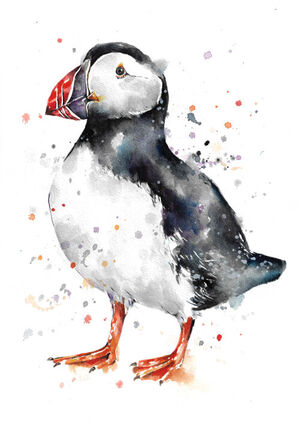 Puffin
