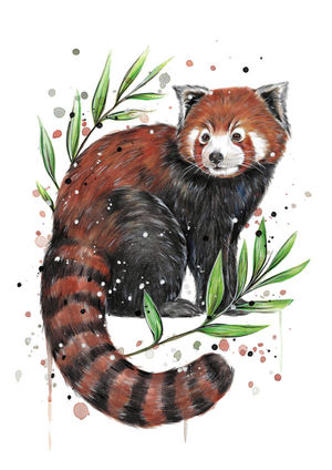 Red Panda