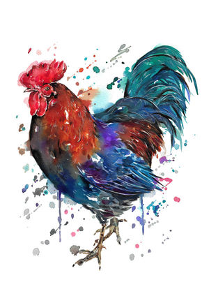 Rooster