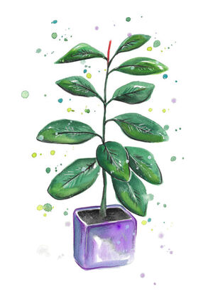 Ficus