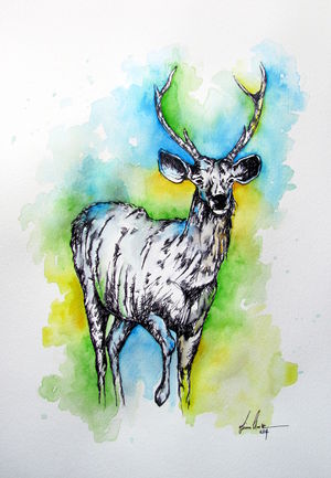 Sambar Deer
