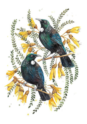 Spring Kowhai Tui