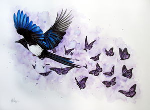 Straka Magpie