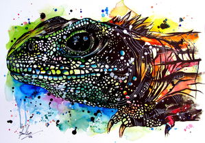 Tuatara