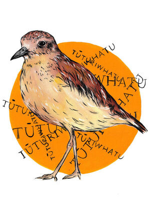 Tūturiwhatu Bird