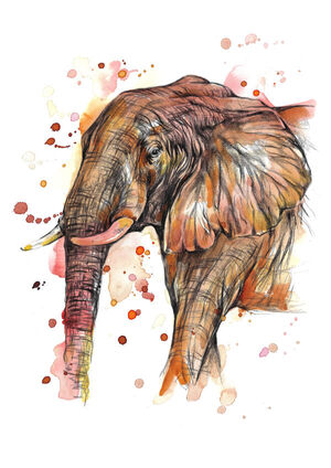 Wondering Elephant