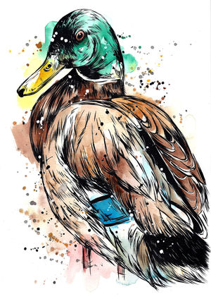 Bold Mallard Duck