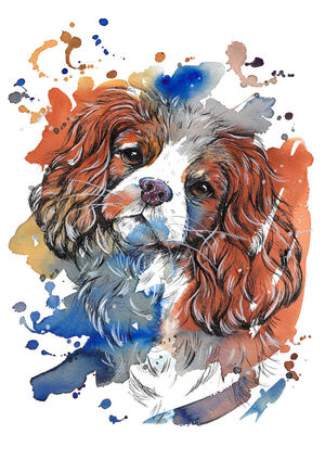 Cavalier King Charles Spaniel