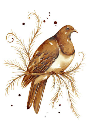 Coffee Kereru