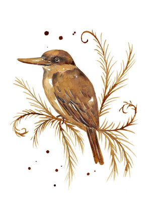 Coffee Kingfisher