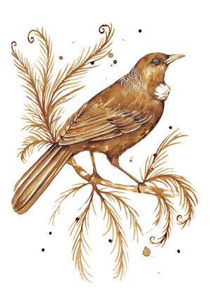 Coffee Tui
