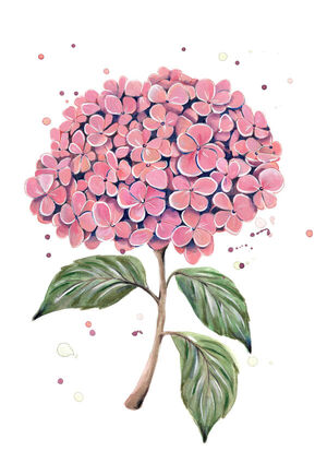 Dusty Pink Hydrangea
