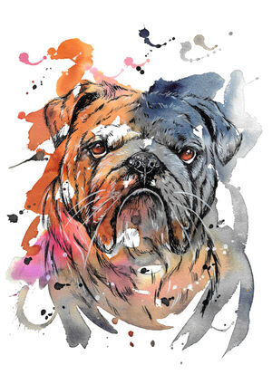 English Bulldog