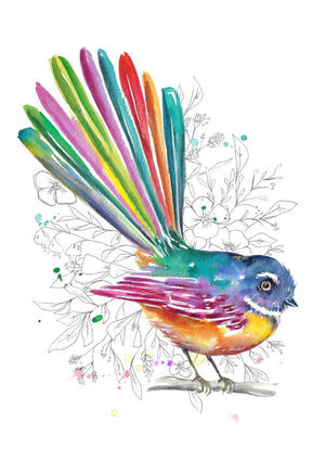 Rainbow Native Fantail
