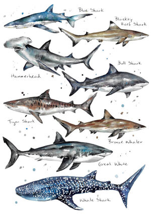 Shark Poster