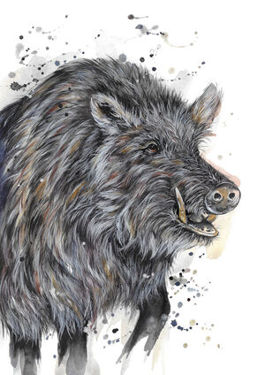 Wild Boar